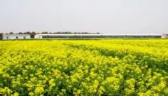 �Ϻ����ɽ���������ϼ�ͥũ��ģʽ�۲�