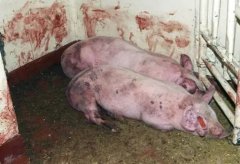 意大利部分地区出现猪瘟 或致火腿出口崩溃