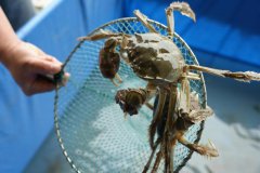 ���ĺ�������з �μ�����������