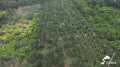 ƽԭ������԰+��������� ������ɫѭ��ũҵ